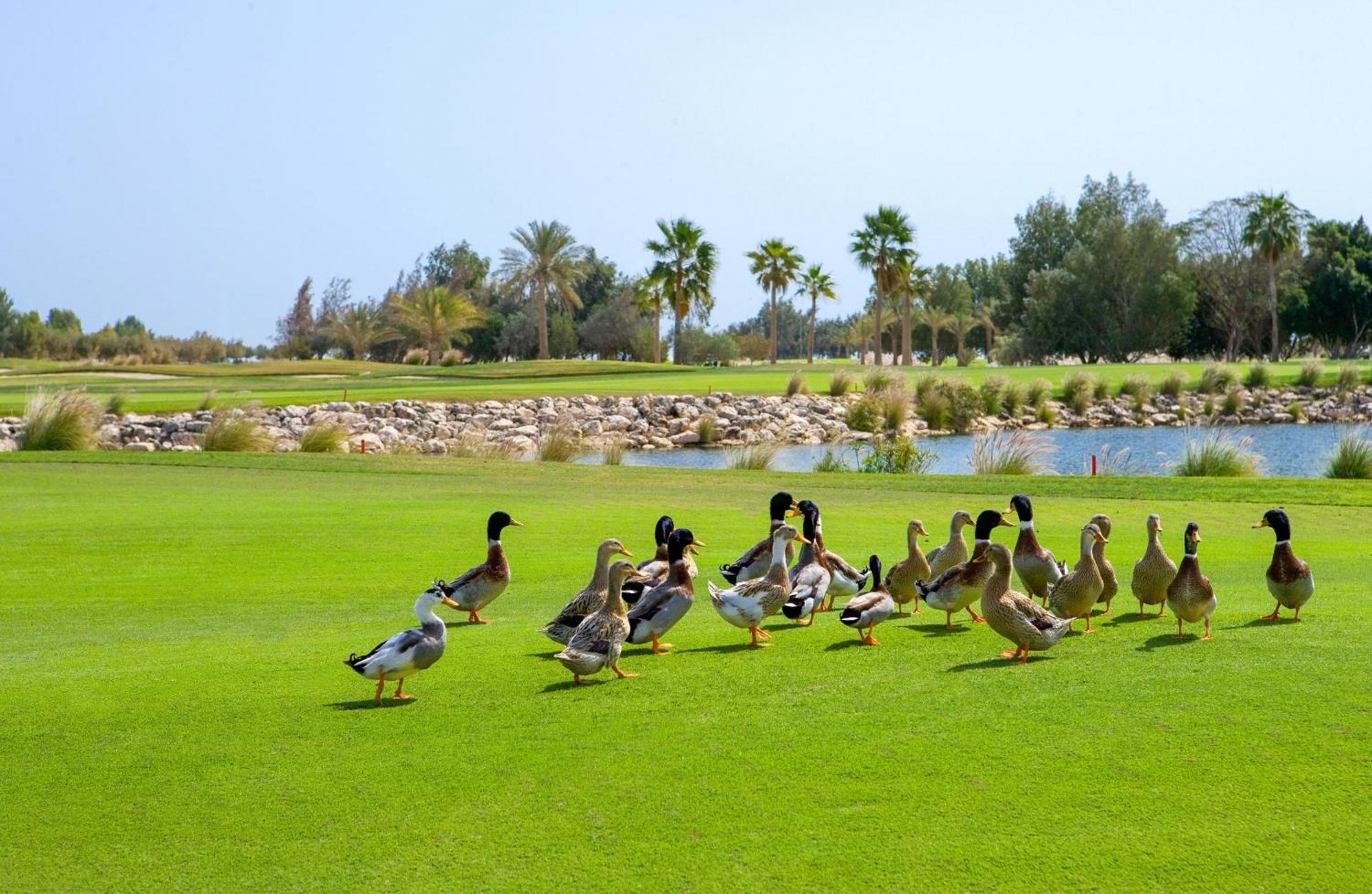 Velero Hotel Doha Lusail 외부 사진 Ducks at the golf course